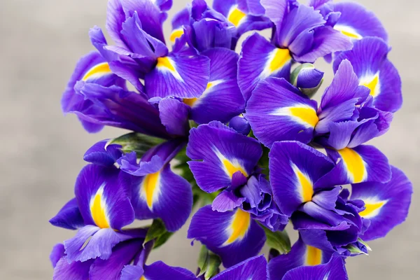Iris fiore sullo sfondo grigio . — Foto Stock