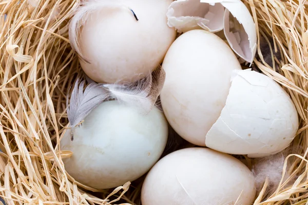 Nido de huevos de pato, primavera Símbolo de Pascua. —  Fotos de Stock