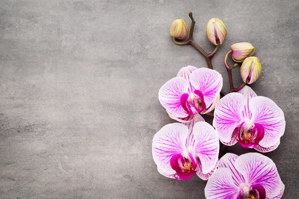 Spa orchid theme objects on grey background. — Stock Photo, Image