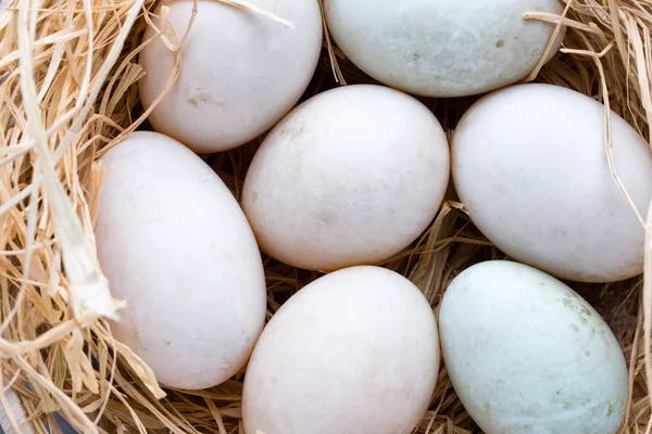 Nido di uova d'anatra, simbolo pasquale primaverile. — Foto Stock