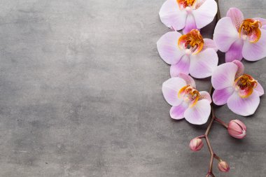 Spa orkide Tema nesneleri gri arka plan üzerinde.