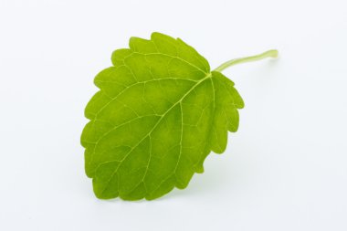 Beyaz arkaplanda izole edilmiş taze çiğ nane yaprakları