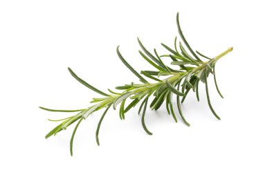 İzole edilmiş beyaz arkaplanda biberiye dalı. 