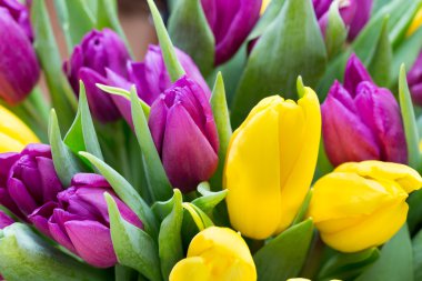 Mor ve Sarı Lale buketi. Gri backgrou üzerinde daha fazla Lale