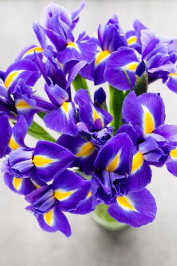 Iris çiçek gri arka plan üzerinde.