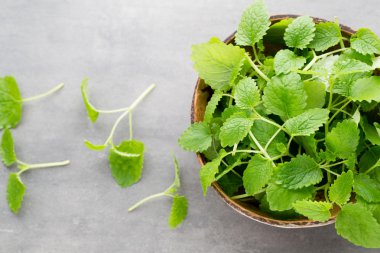 Gri arkaplanda taze çiğ nane yaprakları.