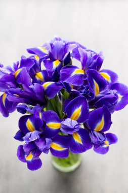 Iris çiçek gri arka plan üzerinde.