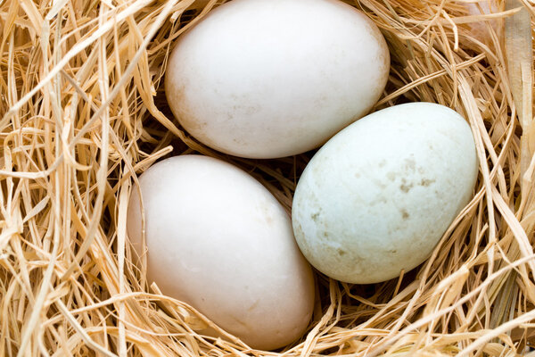 Duck eggs nest, spring Easter symbol.