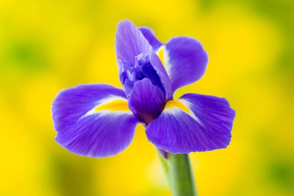 Flor de iris púrpura sobre el fondo amarillo . — Foto de Stock