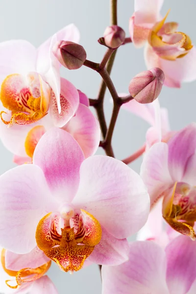 Rózsaszín orchidea a szürke háttér. — Stock Fotó