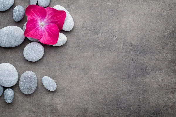 Spa stones and flowers, on grey background. — Stock Photo, Image