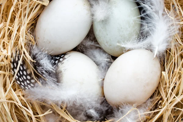 Ördek yumurtaları yuvası, bahar Paskalya sembolü. — Stok fotoğraf