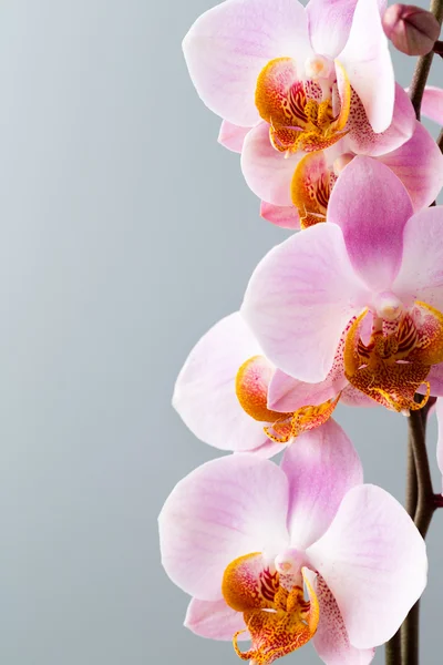 Orquídea rosa no fundo cinza . — Fotografia de Stock