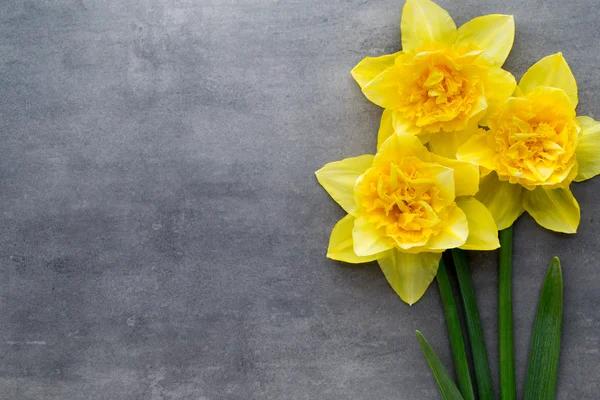 Narcisos amarelos sobre um fundo cinzento. Cartão de saudação Páscoa. — Fotografia de Stock