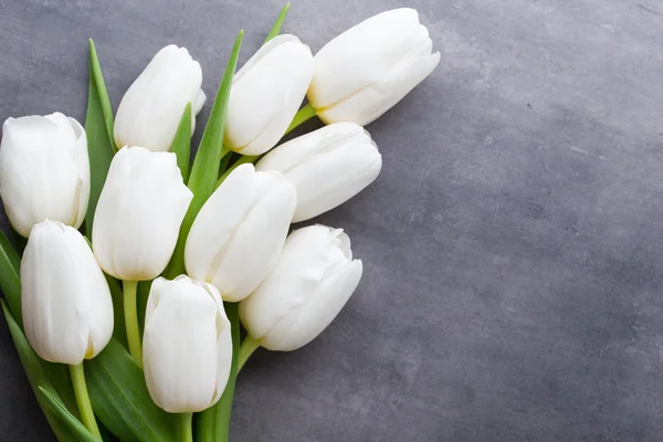 More white tulip on the grey background. — Stock Photo, Image