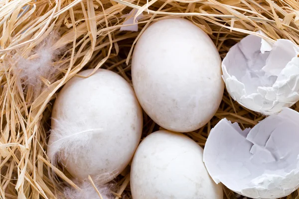 Утиные яйца гнездо, весенний пасхальный символ. — стоковое фото