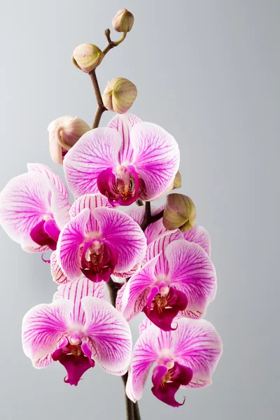 Orquídea rosa sobre fondo gris . —  Fotos de Stock