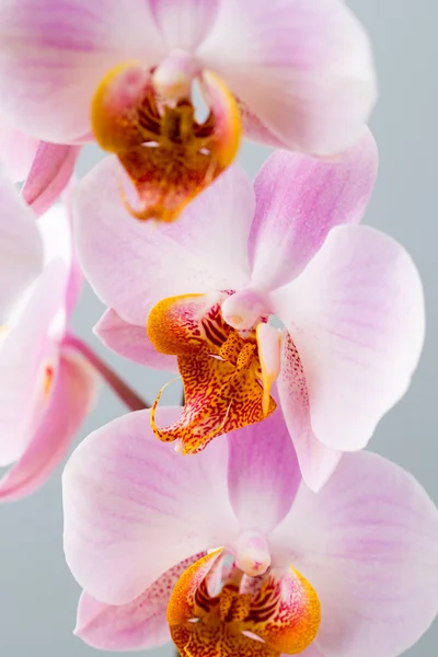 Orquídea rosa no fundo cinza . — Fotografia de Stock