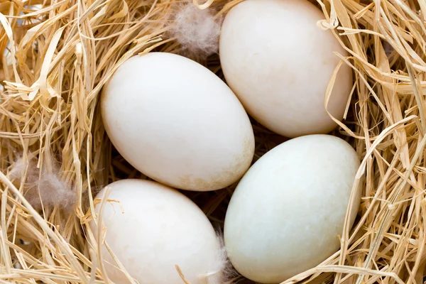 Ninho de ovos de pato, símbolo de Páscoa de primavera. — Fotografia de Stock