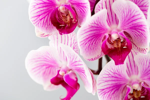 Orquídea rosa sobre fondo gris . — Foto de Stock