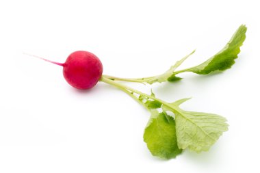 Beyaz arkaplanda taze turp. 