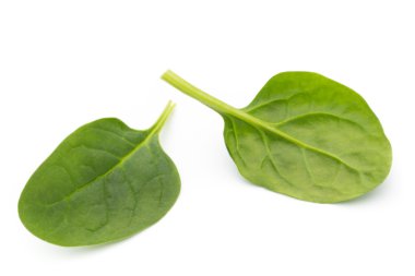 Ispanak izole beyaz.