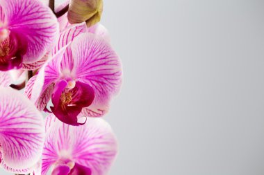Gri arka plan üzerinde pembe orkide.