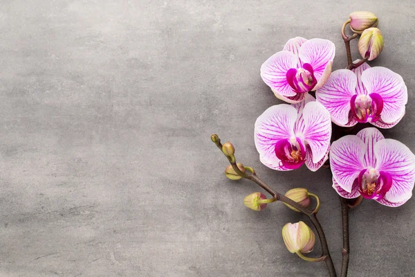 Spa orkide Tema nesneleri gri arka plan üzerinde. — Stok fotoğraf