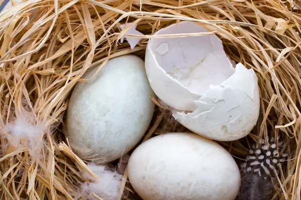 Nido di uova d'anatra, simbolo pasquale primaverile. — Foto Stock