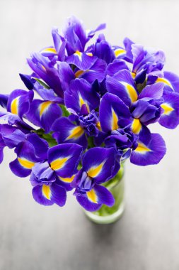 Iris çiçek gri arka plan üzerinde.