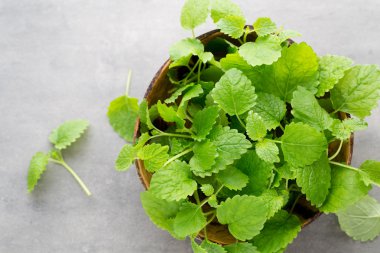 Gri arkaplanda taze çiğ nane yaprakları.