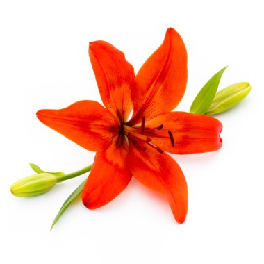 Lily çiçek tomurcukları beyaz bir arka plan üzerinde izole.