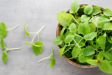 Gri arkaplanda taze çiğ nane yaprakları.