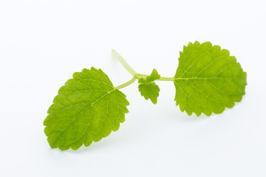 Beyaz arkaplanda izole edilmiş taze çiğ nane yaprakları