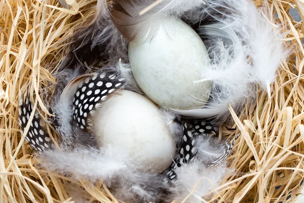 Nido di uova d'anatra, simbolo pasquale primaverile. — Foto Stock
