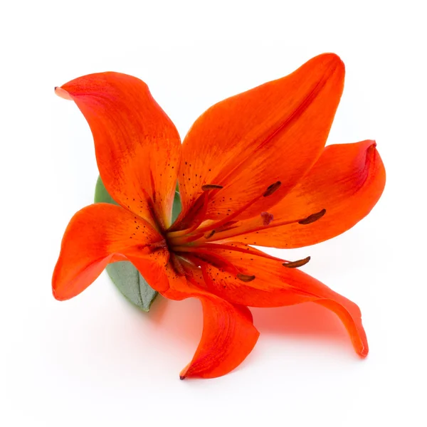 Flor de lirio con brotes aislados sobre un fondo blanco . —  Fotos de Stock