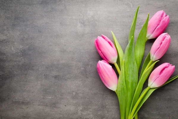 Tulip pink, on the gray background. — Stock Photo, Image