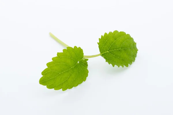 Fresh raw mint leaves isolated on white background — Stock Photo, Image