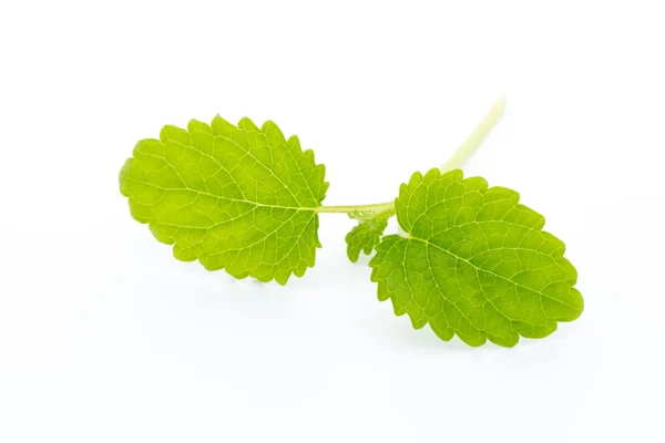 Fresh raw mint leaves isolated on white background — Stock Photo, Image