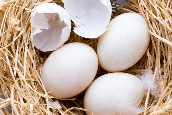 Nido de huevos de pato, primavera Símbolo de Pascua. —  Fotos de Stock