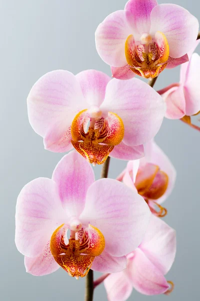 Rózsaszín orchidea a szürke háttér. — Stock Fotó