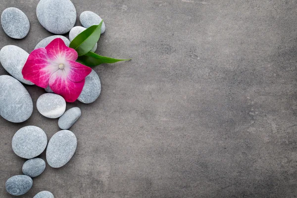 Spa stones and flowers, on grey background. — Stock Photo, Image