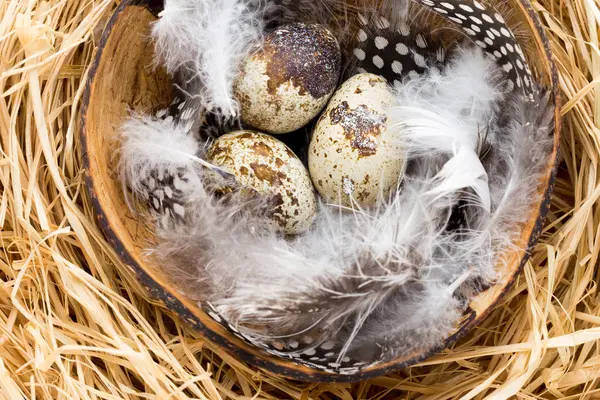 Huevos de codorniz en el nido, símbolo de la primavera. — Foto de Stock