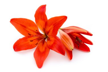 Lily çiçek tomurcukları beyaz bir arka plan üzerinde izole.