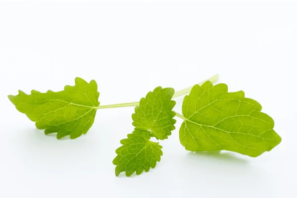 Daun mint mentah segar terisolasi pada latar belakang putih — Stok Foto