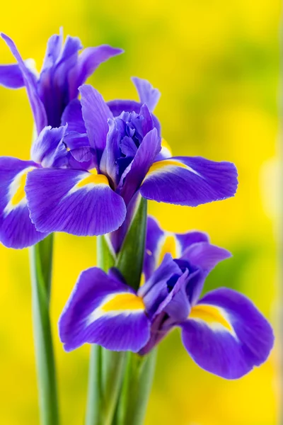 Paarse iris bloem op de gele achtergrond. — Stockfoto