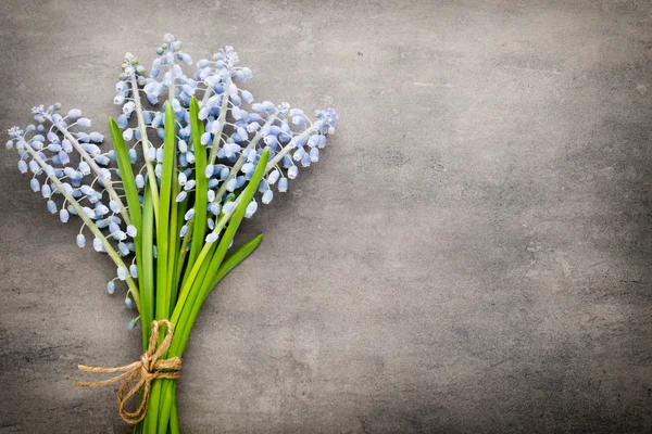 Bouquet de muscari bleu sur fond gris rustique. — Photo