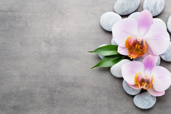 Spa orchid theme objects on grey background. — Stock Photo, Image