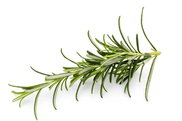 Rosemary twig on the isolated white background. — Stock Photo, Image