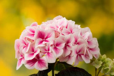 Pembe çiçek ortanca mavi zemin üzerine.